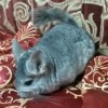Суматра ЧинЛайф