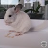 Саюри