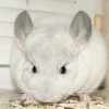 Оливер