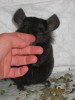 5 мес