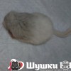 Ягуар