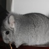 Макарчик