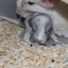 Юлий