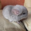 Пончик