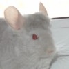 Хлоя
