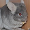 Хазел