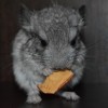Капик