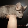 бесплодная самка