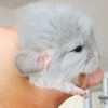 Оллана