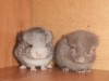2 недели