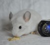 3,5 мес