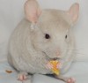 1,5 мес