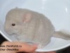 20 дней