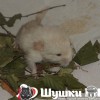 Валентинка