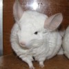 Кловер