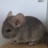 без клички