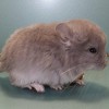 Маркиз из Стрелецкого дома