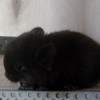 Клякса