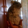 Нобель УфаЧин
