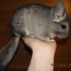 без клички