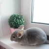 ЧелЧин Чара