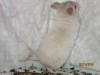 3 мес