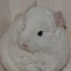 Лаконика