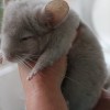 Олива 