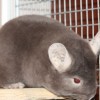 Патрик