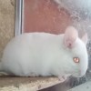 Сантим