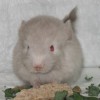 Хамстер