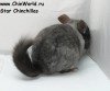 9 мес