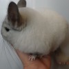 без клички