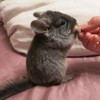 Йома