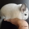 без клички