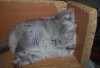 spljushka