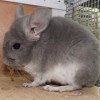 Каролина из Стрелецкого дома