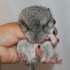 Ланселот