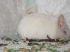 2 мес