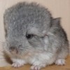Ланочка