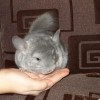 Али Джи