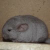 Грей