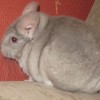 Леди Диана