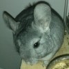 Юлла