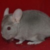 Амиго