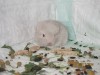 1,5 недели