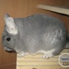 Лила