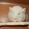 фантик
