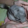 Амур