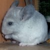 Рик